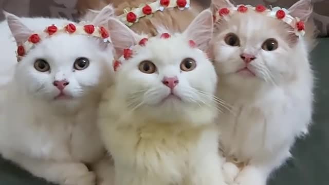 Queen of Cats..Aww..