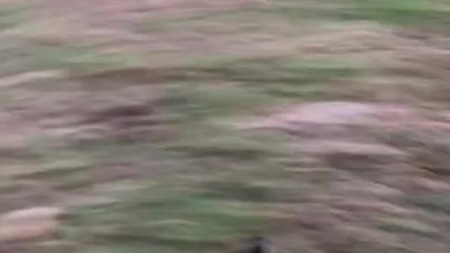 I loves to run!