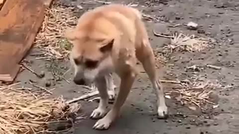 A very strange dog.