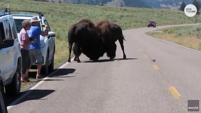 Fighting bison face off near Yellowstone visitors _ USA TODAY(1080P_HD)