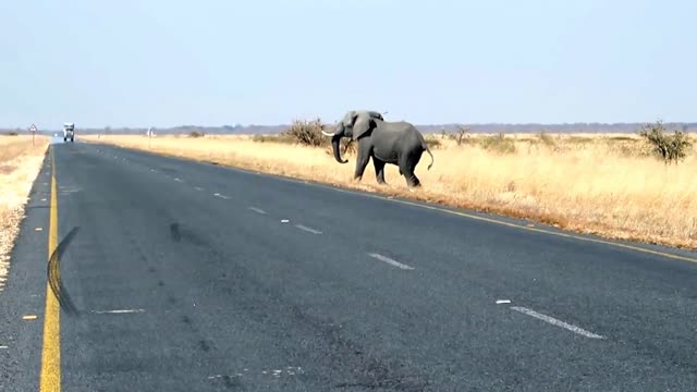 Big African Elephant Crossing The Road In Front Of A Big Truck