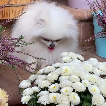 An Adorable White Dog close to White Flowers