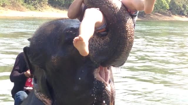 Tiger and Elephants Bathing