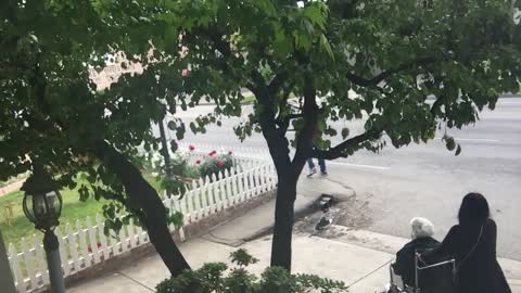 English Bulldog conducts 'neighborhood watch' duties