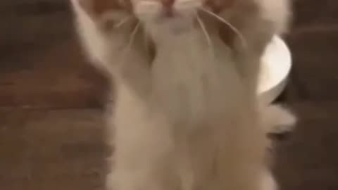 Cats Doing Cat Thing