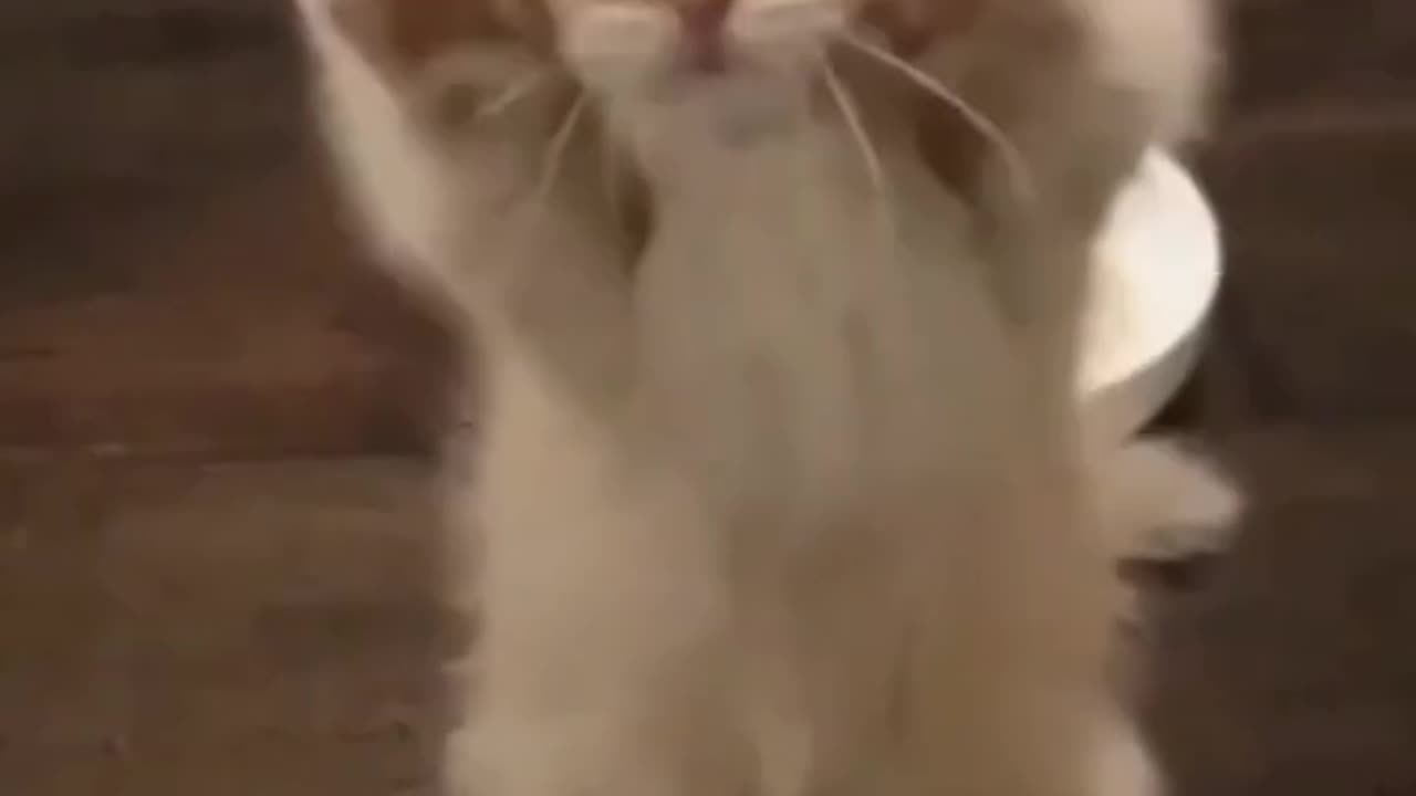 Cats Doing Cat Thing