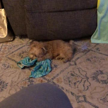 Morkie playing with a towel