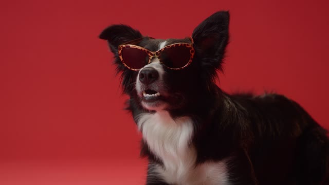 Close-Up View of a Border Collie Wearing Sunglasses