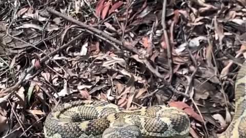 Grumpy Python Strikes at Snake Catcher