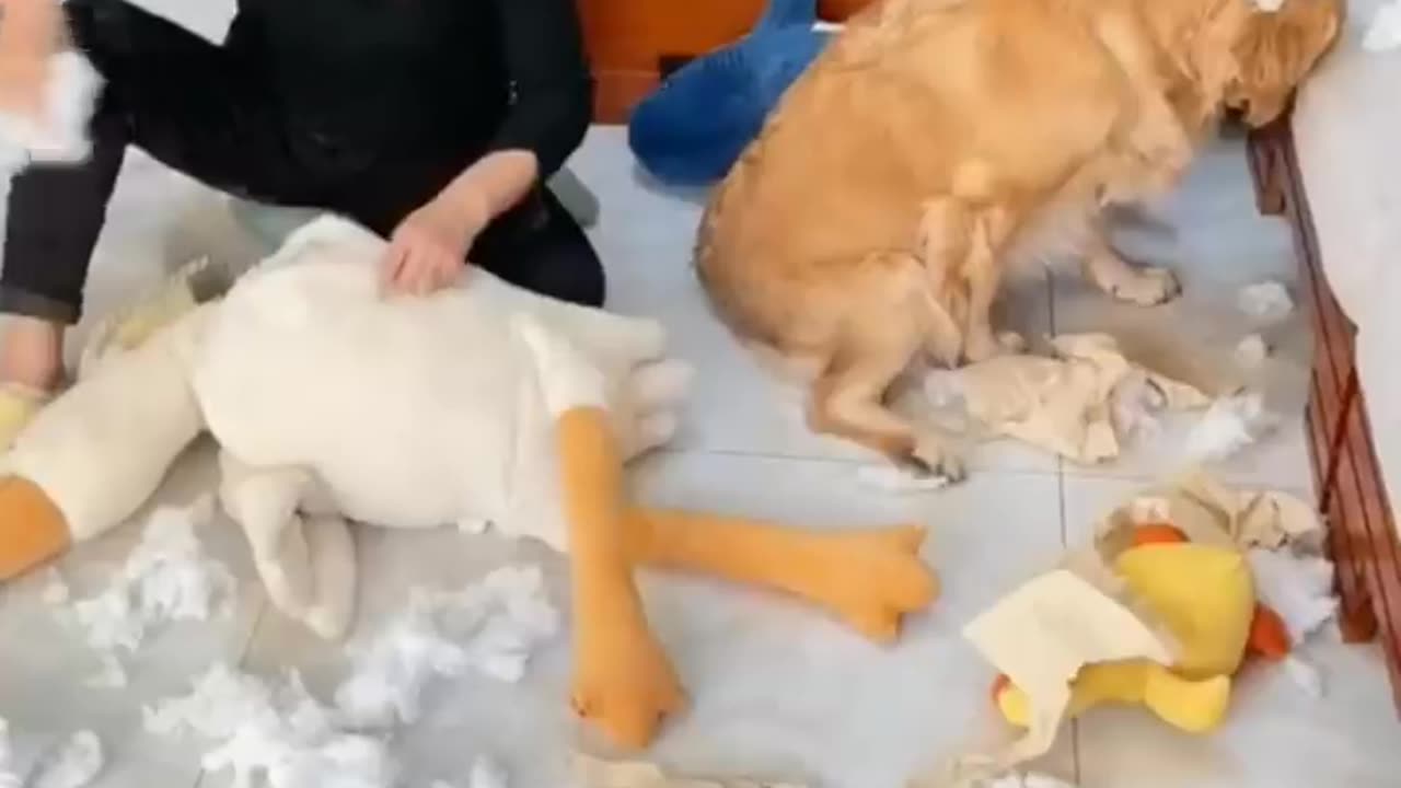 Funny Animal Videos 2024 Best Dogs And Cats Videos 😺😍 #56,