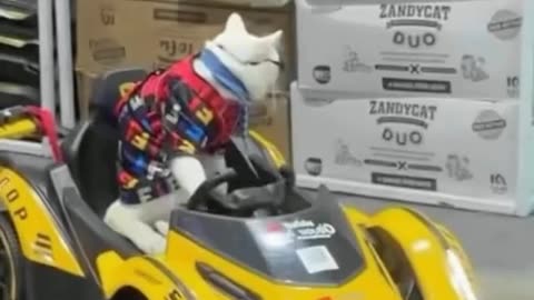 funny. White cats. cat cool cat. Driver..driving best. Cat kitten. cats. the cat. Animals. The cat is driving. Crazy driving. white cat. cute cat. funny cat. Videos.