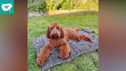 Dogs Funny Videos - Cute and Funny Puppy Videos Compilation