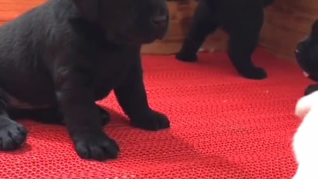 Black Labradors are hard to film. You can't even see your features in the dark