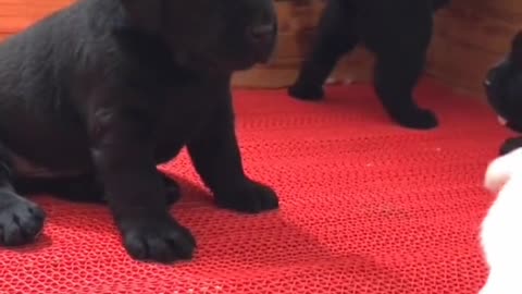 Black Labradors are hard to film. You can't even see your features in the dark