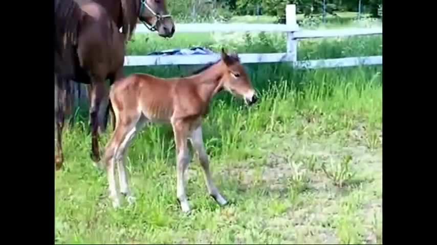 Cutes Baby Horses- Rumble