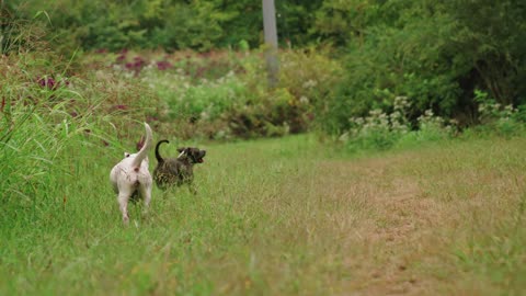 Bedtime storie about the two dogs! Generated with OPEN AI