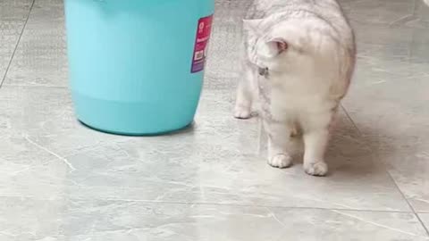 Funny cute cat