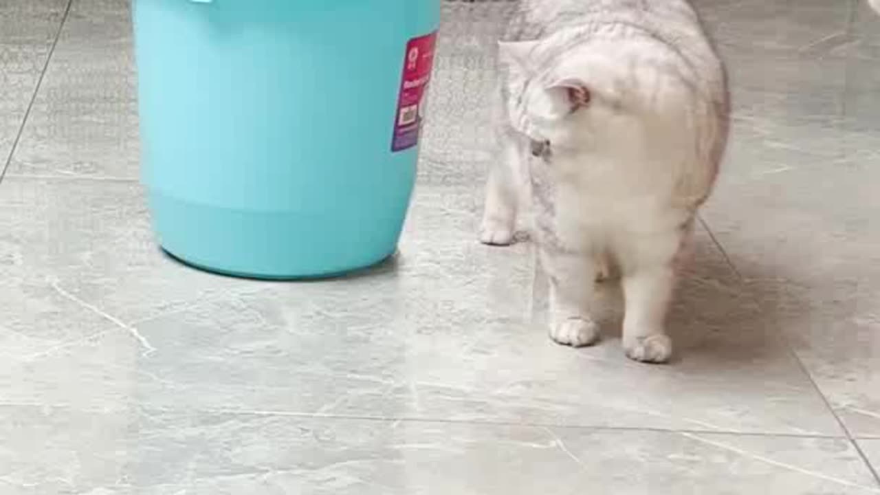 Funny cute cat