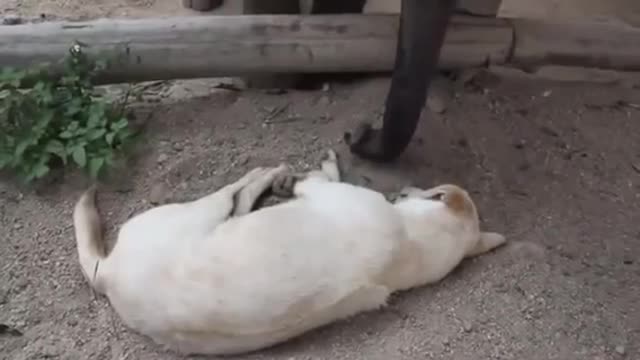 Baby Elephant Tries To Wake Sleeping Dog