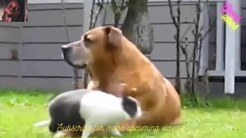 funny dog