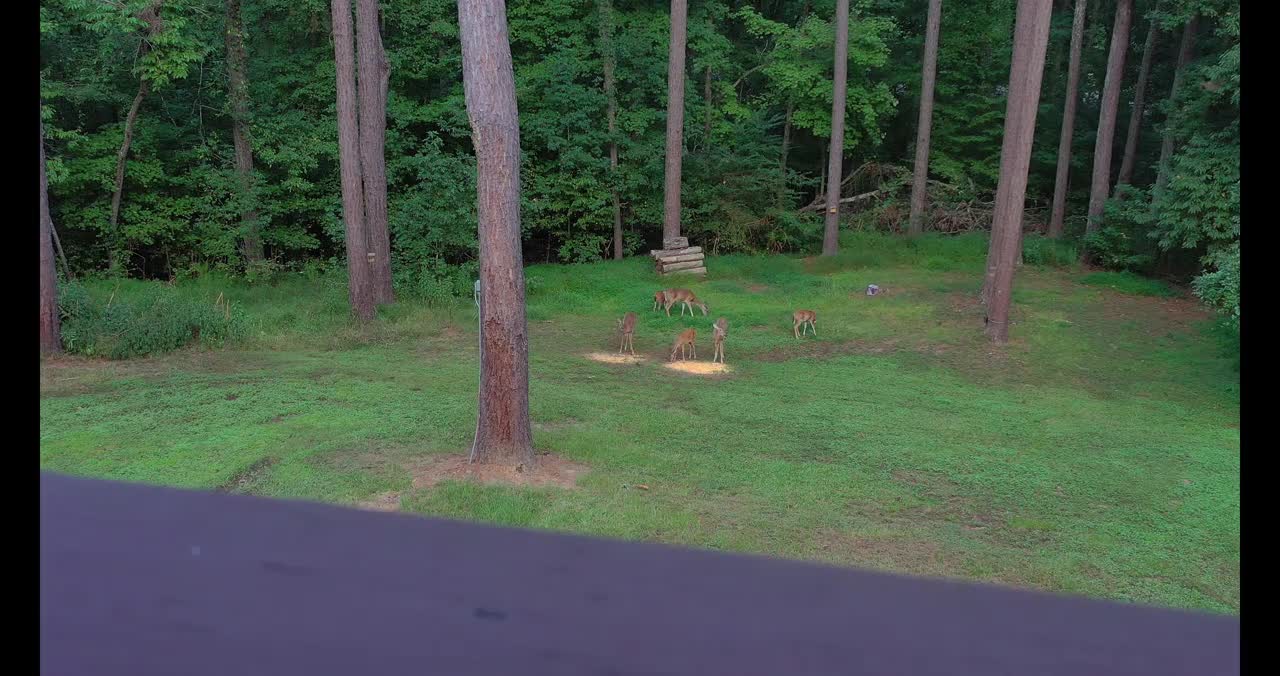 Backyard Deer