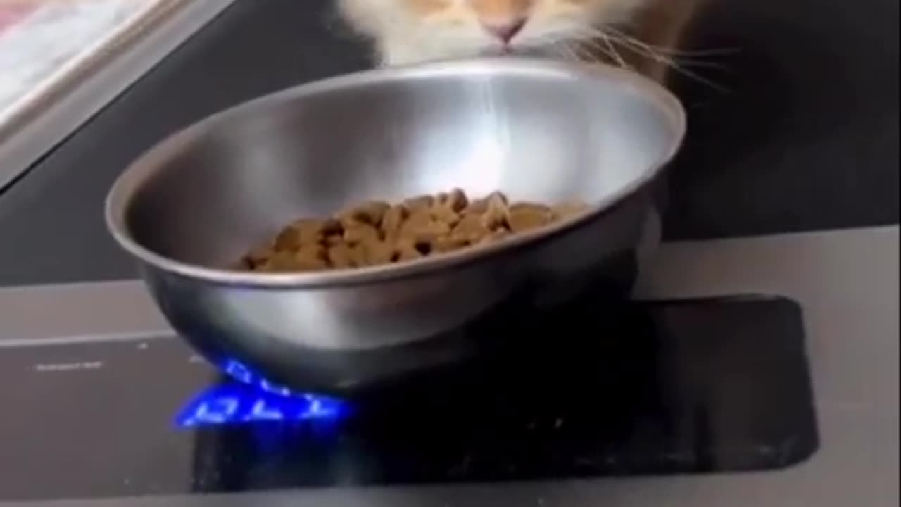 Funny and Cute Cats Videos #475