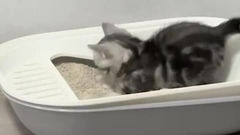 This Cat Looks Different From Other Cats.