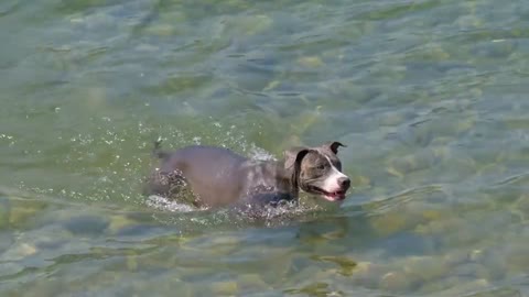 Dog swim 😊