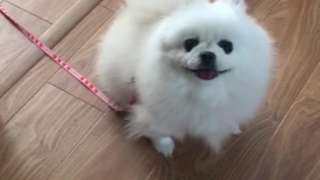 Exciting puppy before going for a walk. A puppy in a good mood