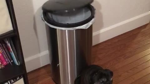 Black puppy opening trash can while sitting on it