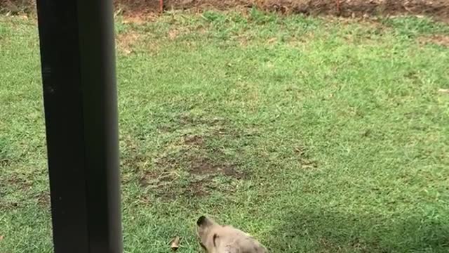 Brown dog laying in backyard on grass biting at the air