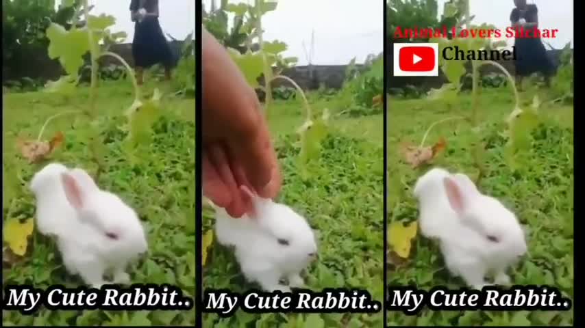 FUNNY AND CUTE BABY BUNNY RABBIT VIDEO .