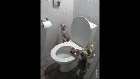 sphynx cat flushes toilet