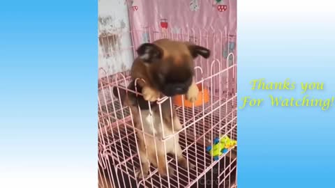 Home Pets that are cute and funny