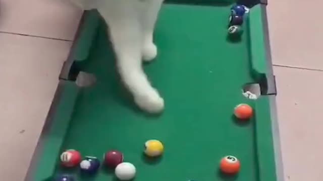 Cat playing 8 ball pool