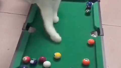Cat playing 8 ball pool