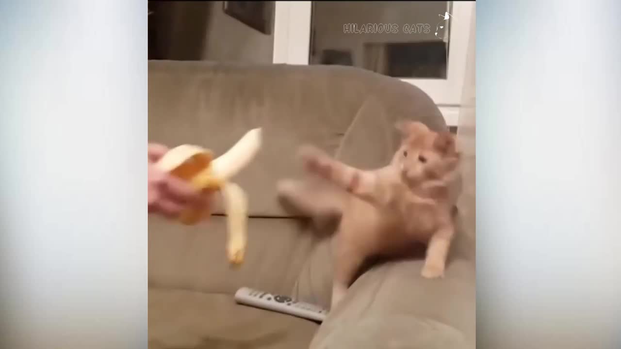 Funny Cats vs Dogs Compilation