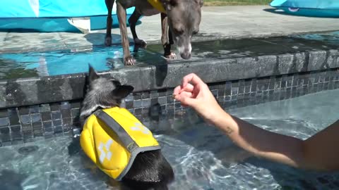 puppy pool training