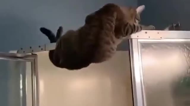 Funny cat