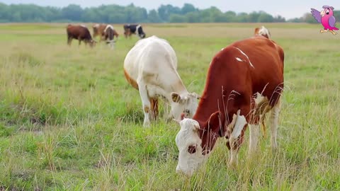 Cute cows