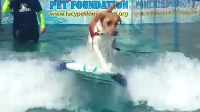 Brown and white dog surfs in pool