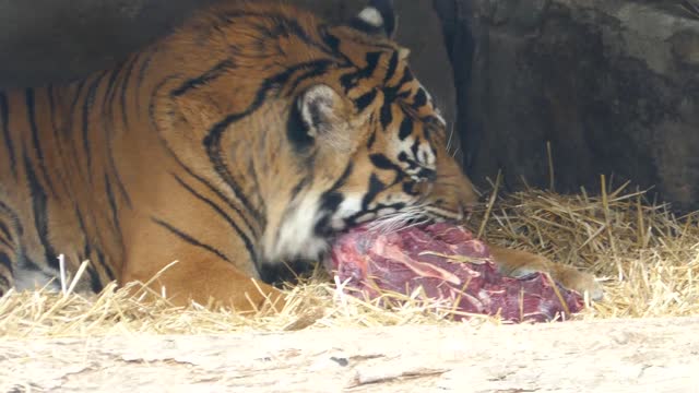 Tiger lunch time