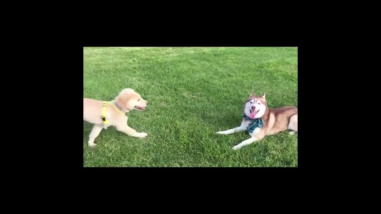Funny animals_pats compilation