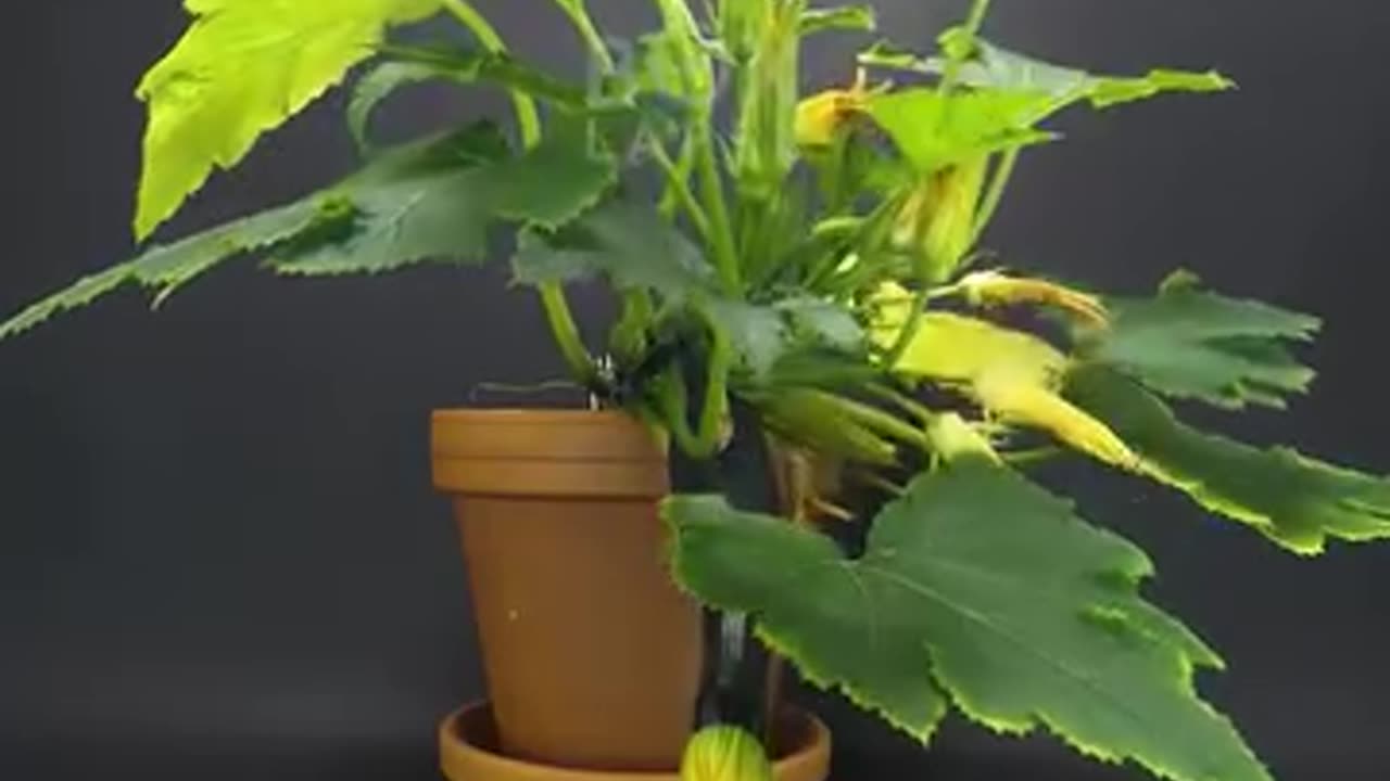 Plants growing in secs