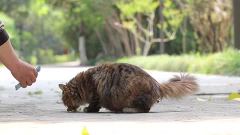 Go to feed stray cats. The newly born civet cat eats pig liver and makes people feel pity