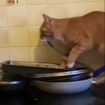 Cat prepares dinner