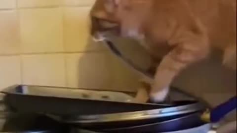 Cat prepares dinner