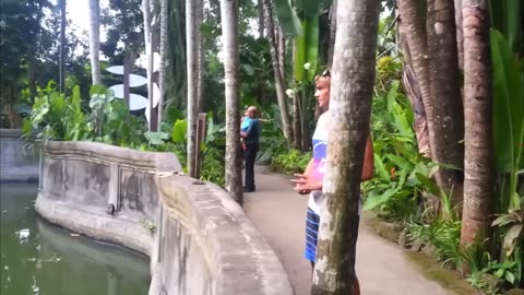 Clever Orangutan Makes a Fair Trade With Human