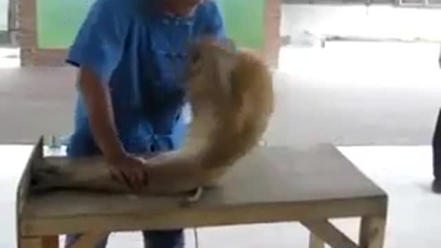 This monkey is very smart, also pays a lot of attention to its fitness