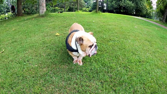 Funny Video Of Dog Rolling on the Grass #funnydogs